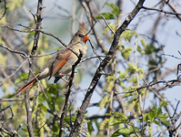 Northern Cardinal 8001